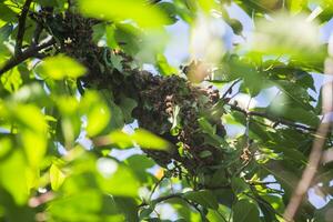 swarm of bees on a tree branch. small bee swarm on a cherry branch in the garden near the apiary. photo