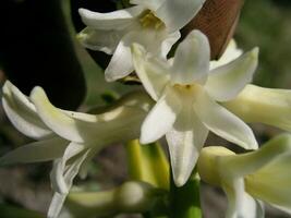 A bee collects nectar from white hyacinth photo