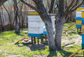 Old multihull hives on apiary in spring. Preparing bees for summer honey harvests. planks for bees that didn't make it to summer. Improving bee hives photo
