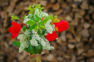 Still life of bird cherry and tulips. bouquet flowers on background of green grass. Background for greeting card with beginning of spring, March 8 or Valentine's Day. photo