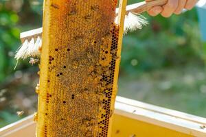 Beekeeper is working with bees and beehives on apiary. Bees on honeycomb. Frames of bee hive. Beekeeping. Honey. photo