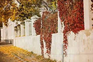 Brick fence braided with yellow wild grapes. Golden leaves on wall in autumn. photo