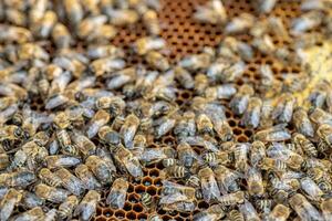 Drones on a wax frame surrounded by bee colonies. Beekeeping. Growing drones to select sperm. Artificial insemination of the queen bee with sperm of donor's drone. photo