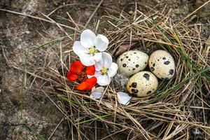 Spotted eggs in the nest on the stump. Bird's Nest close-up photo