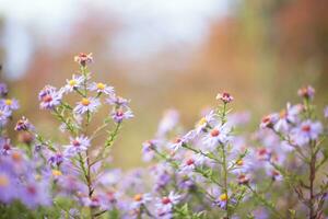 Symphyotrichum dumosum, rice button aster or bushy aster against background of autumn forest. Autumn background. last flowers. photo