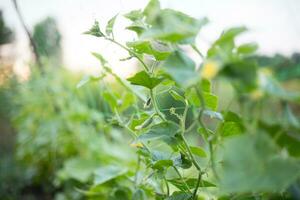 Top cucumber Cucumis sativus sprout with young leaves and antennaeCucumber in garden is tied up on trellis. photo