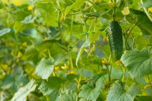 One green ripe cucumber on a bush among the leaves. Cucumber on the background of the garden. photo