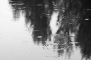 puddle with raindrops in which reflection trees. Autumn weather. Black-and-white photo