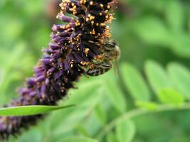 Amorpha fruticosa or desert false indigo, false indigo-bush, and photo