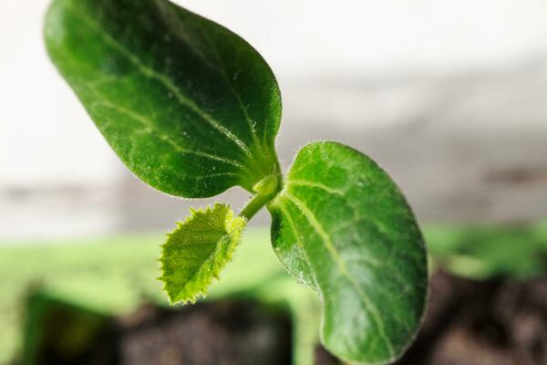 Young sprout new cucumber on a windowsill. Preparing for the gar