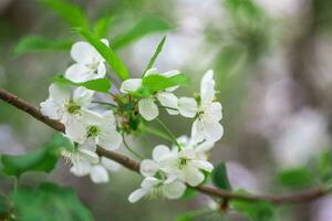 White with pink flowers of the cherry blossoms on a spring day in the park photo