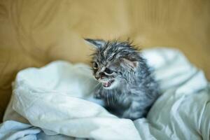 Wet soggy scared kitten after bath. Animal hygiene. Destruction of parasites. Treatment from fleas. photo