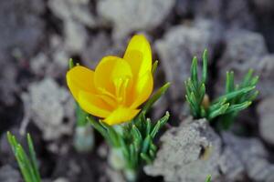 Crocus, crocuses or croci that blooms in the meadow. Bulbous plant to decorate flower beds. Honey plants Ukraine. photo