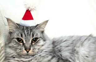 Grey cat in small hat Santa Claus looks into frame. Congratulations from pets at Christmas. photo
