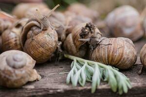 bunch of hand-picked grape snails, summer day in garden. Grape snail farm for restaurants. edible snail or escargot, is a species of large, edible, air-breathing land on wooden plank. photo