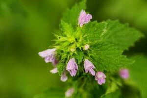 lamio purpureo, rojo ortiga muerta, púrpura ortiga muerta, o púrpura arcángel. cierne rosado flores entre el verde hojas en el bosque. coleccionar medicinal plantas para No tradicional medicamento. selectivo atención foto