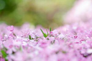 Honey bee collects nectar and pollen from Phlox subulata, creeping phlox, moss phlox, moss pink, or mountain phlox. Honey plant in summer on alpine flowerbed. Selective focus. photo