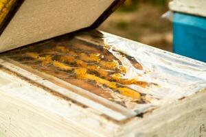 Open lid of beehive in cold weather in spring. Inspection of bee families on apiary in spring in cold weather. Bees under film, on frame in nest. Beekeeping concept. photo