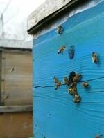 Beekeeper and bees view photo