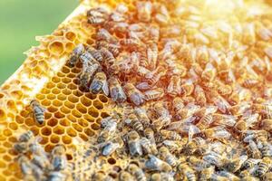 Drones on a wax frame surrounded by bee colonies. Beekeeping. Growing drones to select sperm. Artificial insemination of the queen bee with sperm of donor's drone. photo