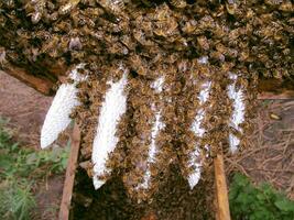 Bees on wax honeycombs. Wax tongues on frame photo