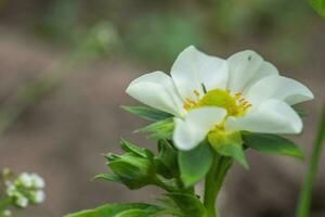 Beautiful white strawberry flower in the garden. The first crop of strawberries in the early summer. Natural background. photo