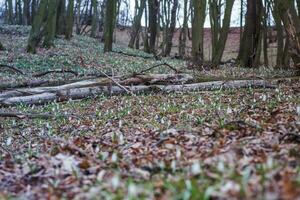 Galanthus, snowdrop three flowers against the background of trees. photo