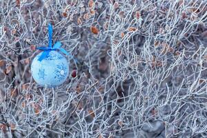 Blue Christmas tree on a frosty tree with dried icy leaves on the bush of Spiraea thunbergii, Thunberg's meadowsweet. New Year's background. Space for copy-pasting. photo