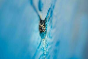 abejas a antiguo colmena entrada. abejas son volviendo desde miel colección a azul colmena. abejas son a entrada. abeja colonia guardias colmena desde saqueo gotas de miel. abejas regreso a Colmena después el flujo de miel. foto