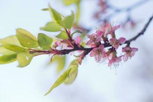 marchito albaricoque flores en primavera. rosado pétalos de seco flores en el arbusto. futuro cosecha. foto
