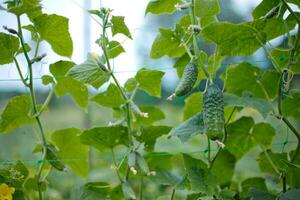 parte superior Pepino cucumis sativus brote con joven hojas y antenapecumbre en jardín es atado arriba en conducción. foto