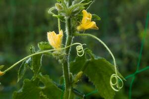 One green ripe cucumber on a bush among the leaves. Cucumber on the background of the garden. photo