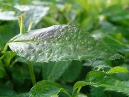 Raindrops on the tips of the leaf Echinacea. Large garden leaf i photo