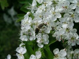 A bee collects nectar from the flowers of Crataegus.White flower photo