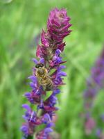 abejas recoger néctar desde el alpino sabio. foto