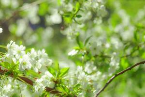 white flowers cherry tree. Flowers cherry tree blossomed. Honey and medicinal plants Ukraine. Flowering fruit trees. photo