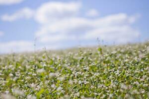 Field of buckwheat on a background of a stormy sky. Buckwheat, Fagopyrum esculentum, Japanese buckwheat and silverhull buckwheat blooming on the field. Close-up flowers of buckwheat photo