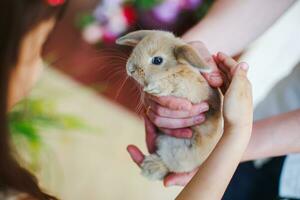 Little rabbit in the hands of the father of the girl. Child first time sees a rabbit. Easter photo session in the studio.