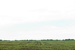 Field of sprout buckwheat on background of sky. Buckwheat, Fagopyrum esculentum, Japanese buckwheat and silverhull buckwheat on the field. photo