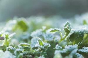 leaves of plants covered with ice crystals. Frost on ground. First frosts. Cold season. Fall cold. photo