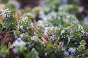 leaves of plants covered with ice crystals. Frost on ground. First frosts. Cold season. Fall cold. photo