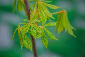 Modest chestnut new leaves in spring. Bright green leaves close up. Background for spring screensavers on phone. rebirth of nature. Blooming buds on trees. photo