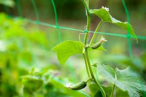 Pepino cucumis sativus en el vegetal jardín con ovario acechando con hojas. Pepino en jardín es atado arriba en conducción. de cerca. foto