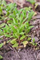 miosotis sparsiflora, nomeolvides o escorpión pastos pequeño azul flores con 5 5 pétalos y amarillo sirve en el antecedentes de verde mullido hojas. foto