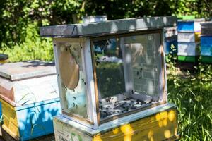 drones fly honey bee artificial insemination. Drone Rearing. photo