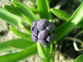 A bee collects nectar from white hyacinth photo