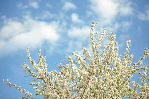 Branches of cherry with white flowers on sunny day on blue sky background in spring time. photo