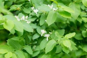 Wild blooming bush Lonicera tatarica, Tatarian honeysuckle with pink flowers. Honey plant of Europe and Ukraine The use of medicinal herbs for the preparation of tinctures and medicines for alternative medicine or homeopathy photo