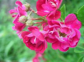 Rosa rosado escalada. un Rosa flor en contra un antecedentes de otro foto