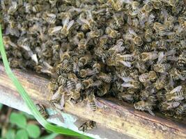 cluster requeening by bees, colony of bees. Bees took queen bee to cluster after replanting, wrong replacement. Working bees kill queen bee. photo